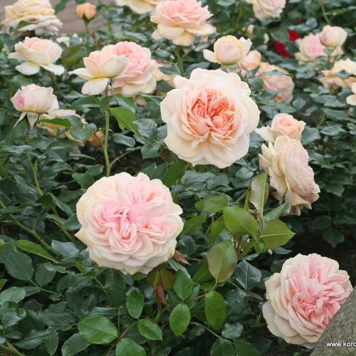 Brzoskwiniowo-różowy - Róże pienne - z kwiatami róży angielskiej - korona krzaczasta